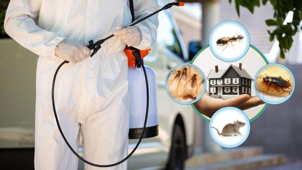 افضل شركة مكافحة الحشرات عجمان