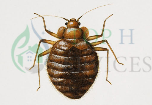 bed bug control in ajman