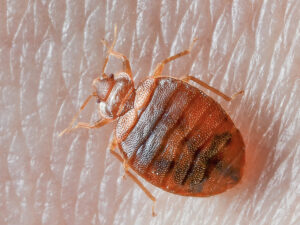 bed bug