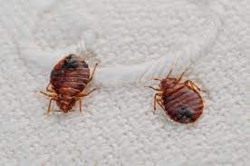 anti bugs services
